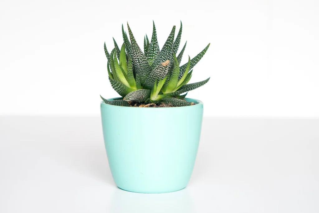 Kurs: E-commerce Platform